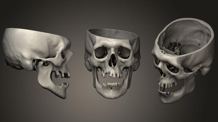 Anatomy of skeletons and skulls (ANTM_1290) 3D model for CNC machine